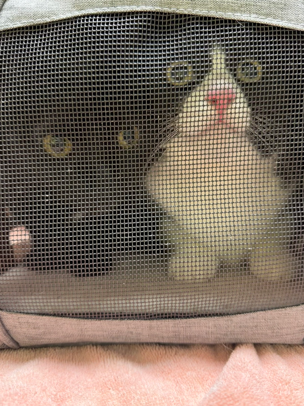 cats huddled together in a carrier