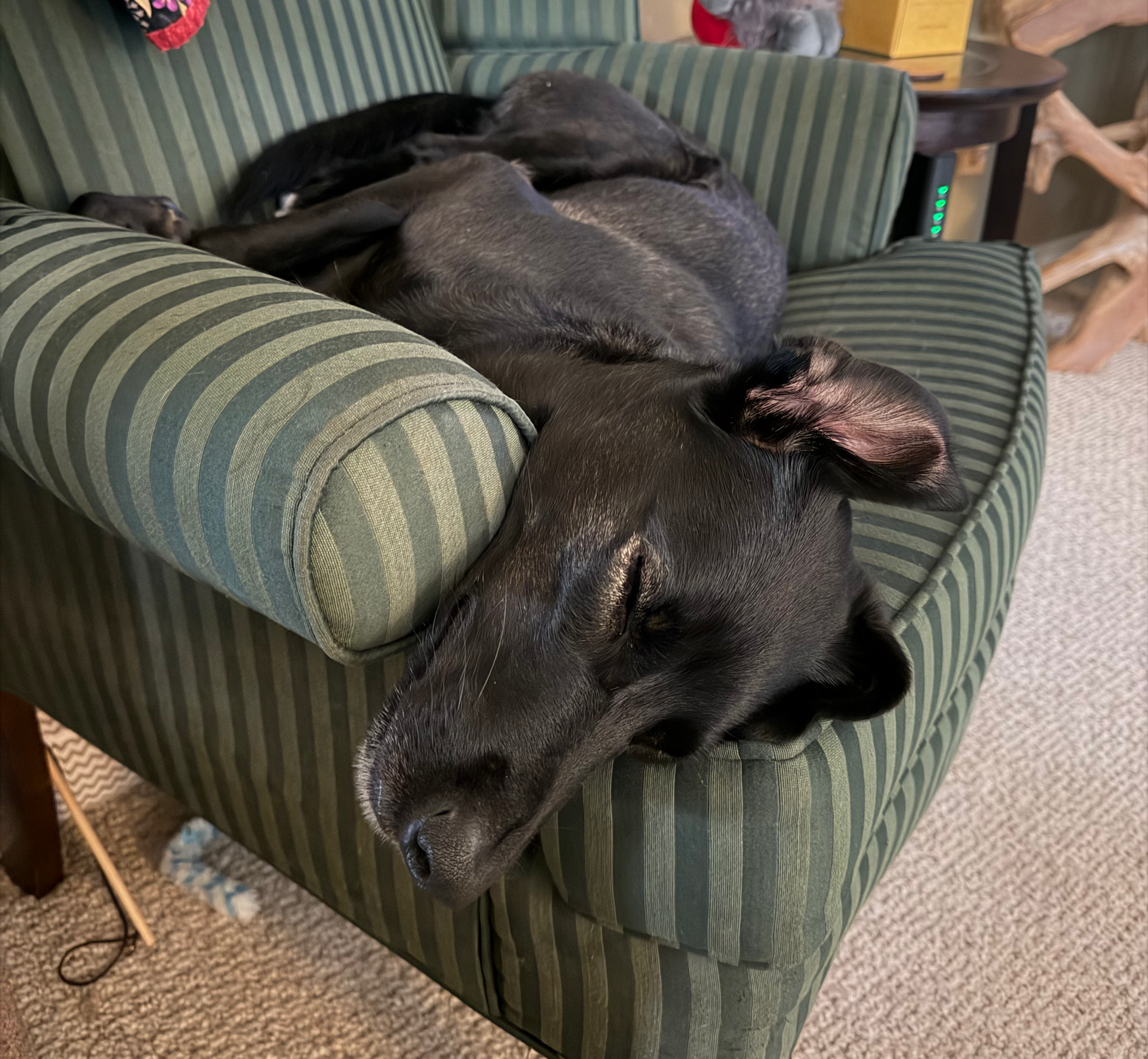 Pets can relax in their familiar home surroundings