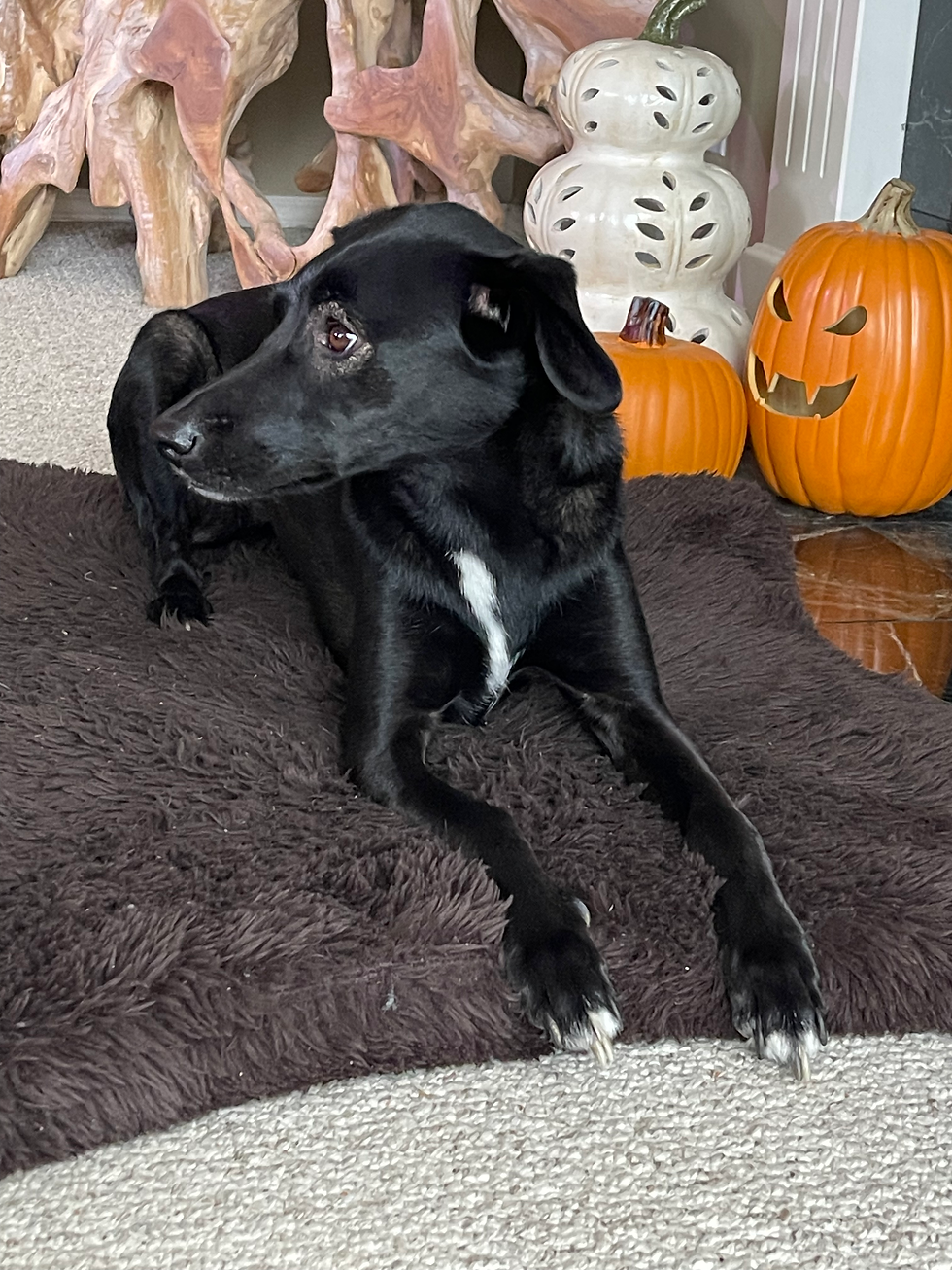 Dog looking unsure