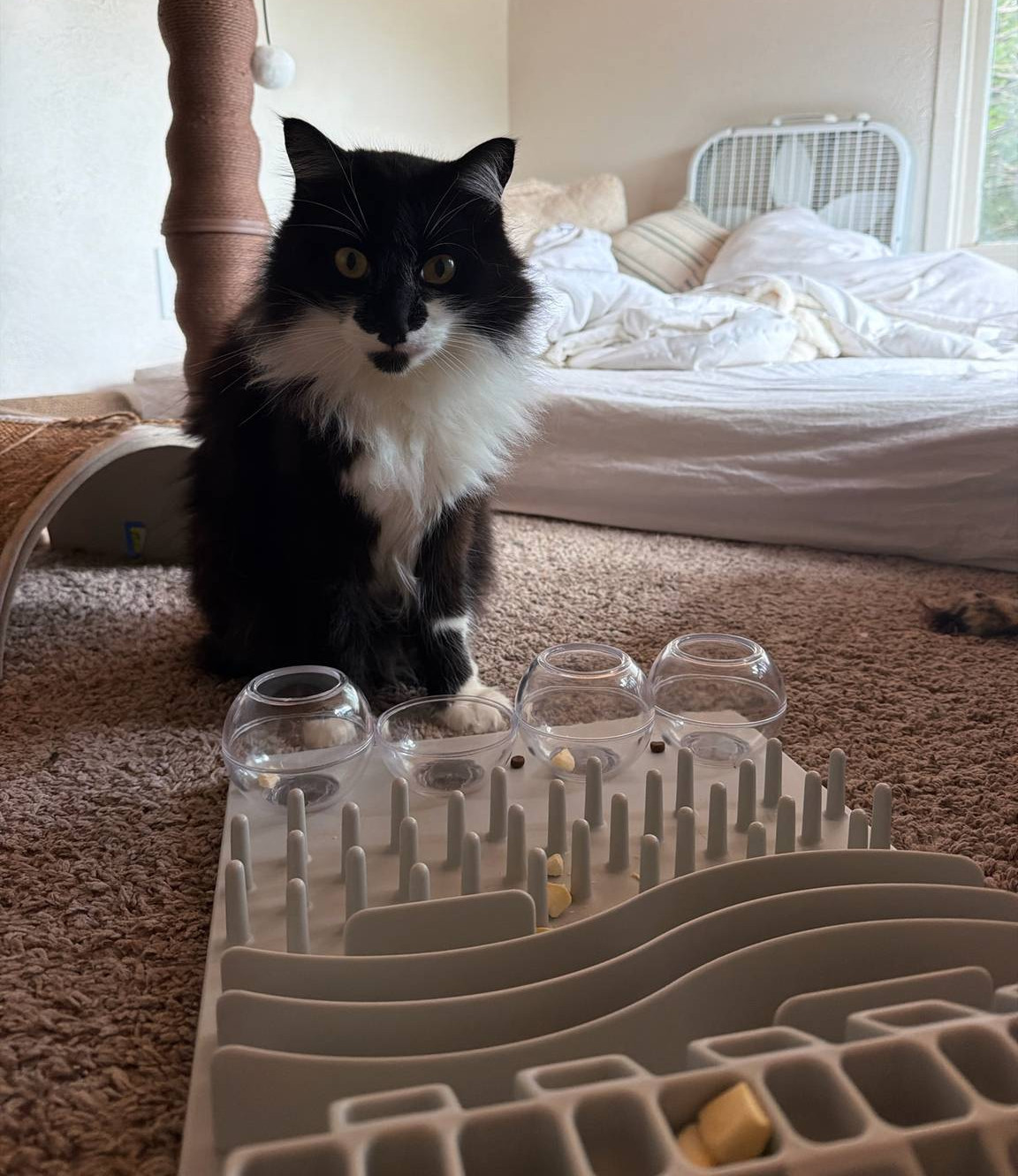 Puzzle boards provide enrichment for cats