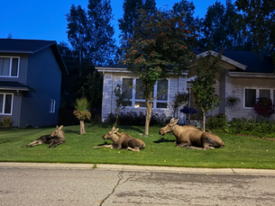 Moose on the Trail: How to walk your dog safely in Alaska