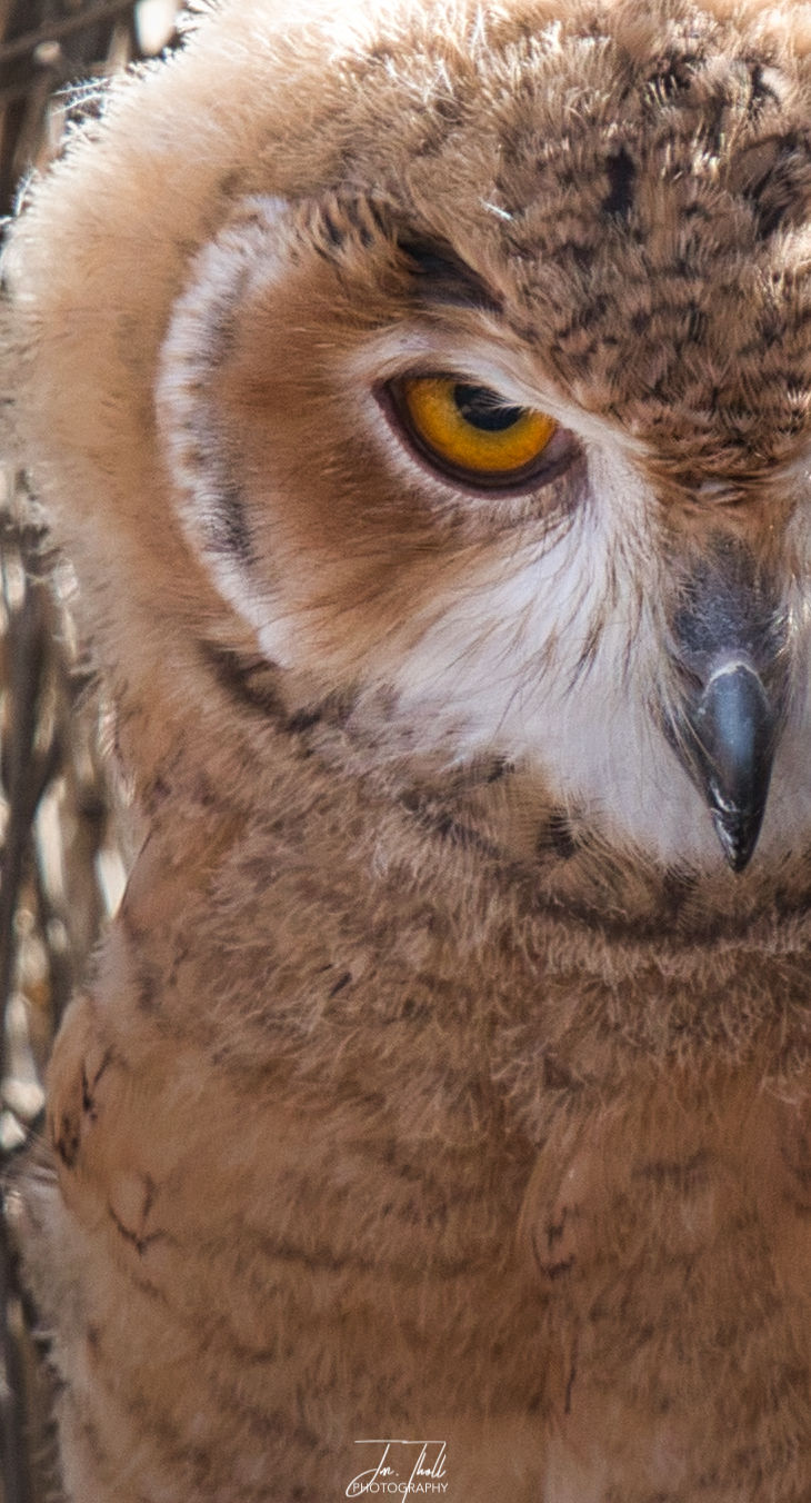 Owl eye