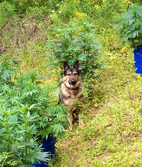 Southern Tier Police K9
