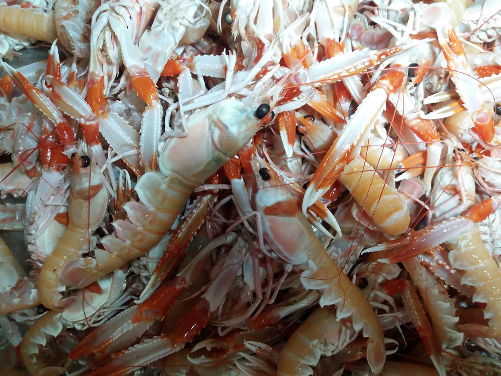 Cigalas