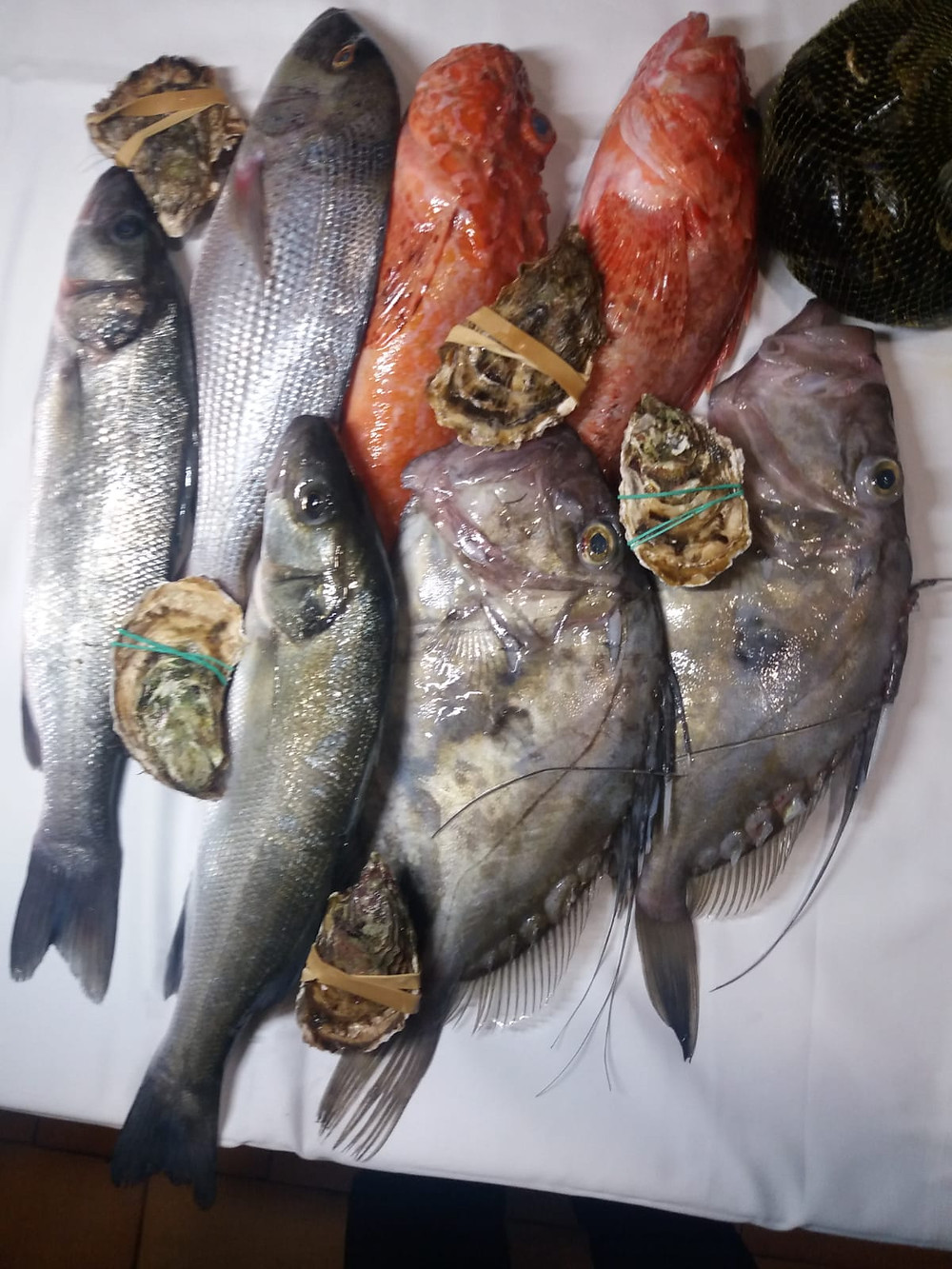 Escórporas y gallos