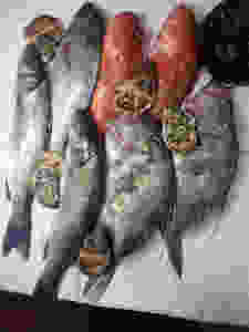 Escórporas y gallos
