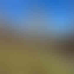 The tree we always notice.