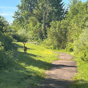 A deer standing on a quiet wooded path surrounded by green trees.