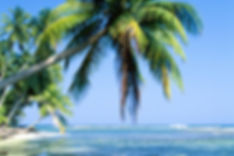 Hawaii Palm Tree