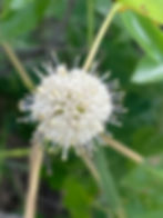 IMG_1209.jpeg
