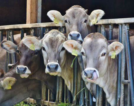Eat More Plants Than Animals