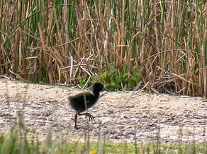 P1517557 Plumbeous Rail.jpg