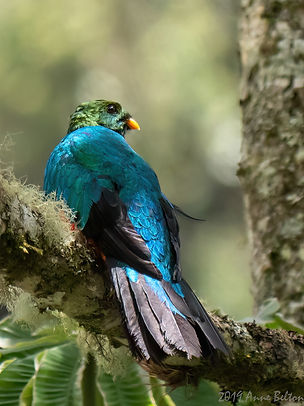 P1540885 Blue-crowned Trogon-DeNoiseAI-low-light.jpg