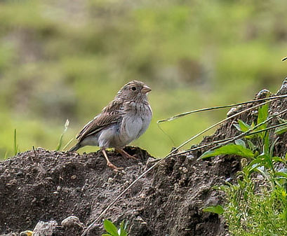 Band-tailed Seedeater (2).jpg