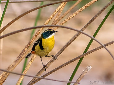P1517458 Many-colored Rush Tyrant-DeNoiseAI-denoise.jpg