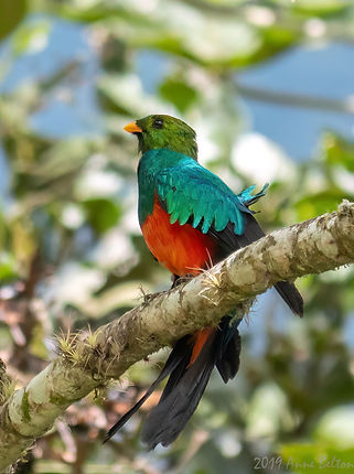 P1540870 Golden-Headed Quetzal-DeNoiseAI-low-light.jpg