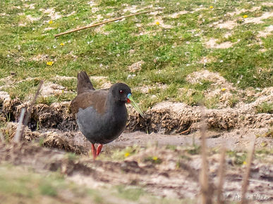 P1517748 Plumbeous Rail.jpg