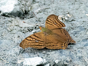 _1700852-DeNoiseAI-low-light.jpg