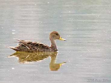 P1517098 Yellow-billed Pintail.jpg