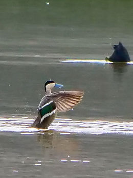 P1517158 Puna Teal.jpg