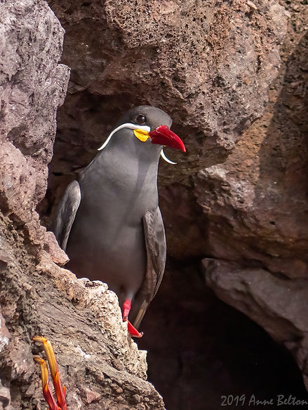 P1597031 1 Inca Tern-DeNoiseAI-denoise.jpg