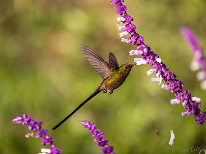 P1528475 Black-tailed Trainbearer-DeNoiseAI-standard.jpg