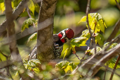P2334829-Edit.jpg