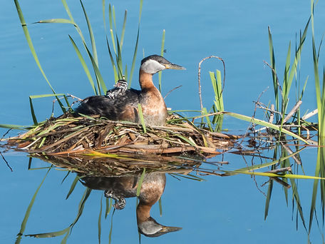 P1080509 (2)-DeNoiseAI-standard.jpg