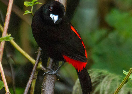 Passerini Tanager_MG_6188.jpg
