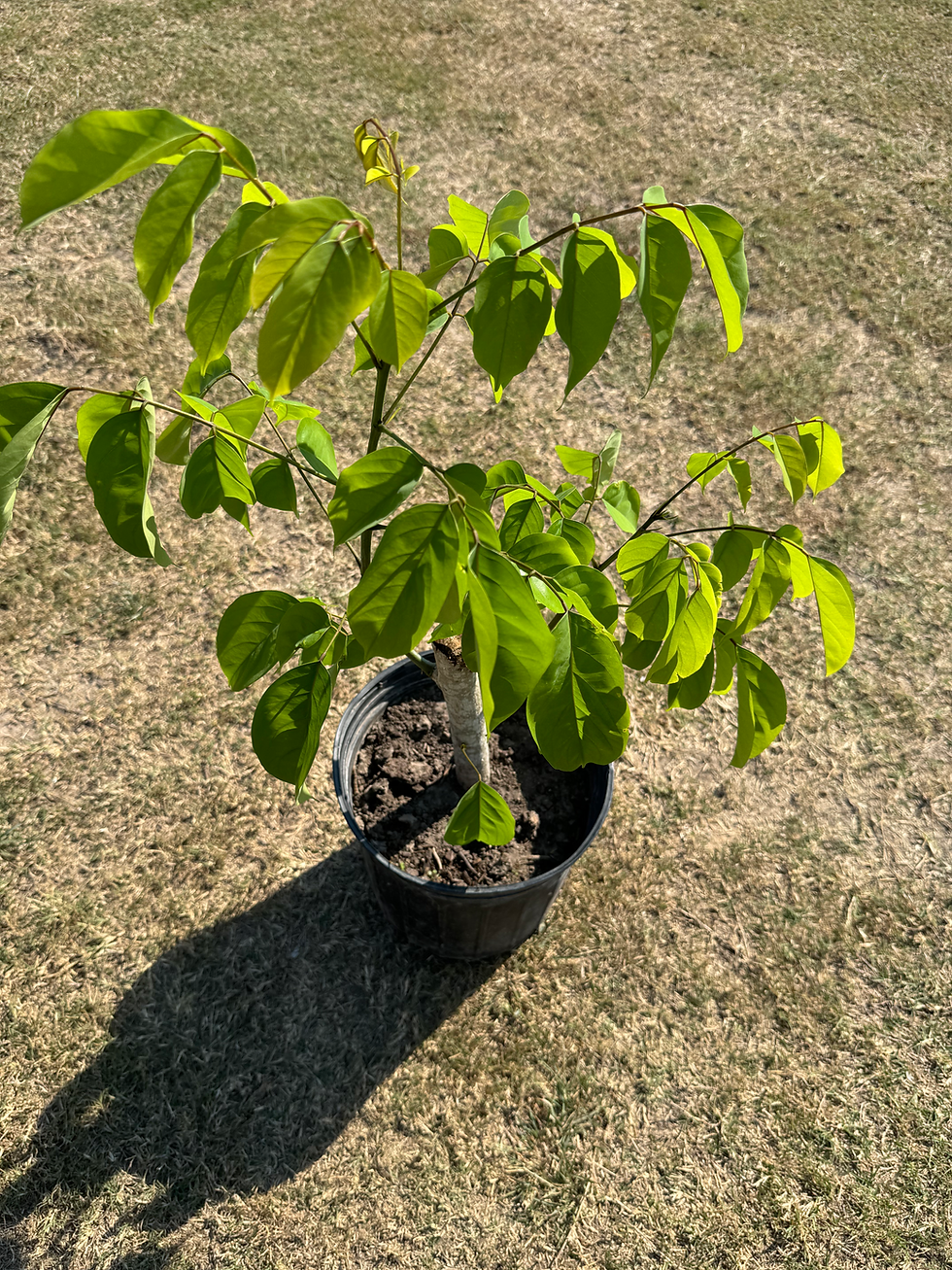 Thumbnail: Oha (Ora) Seedling