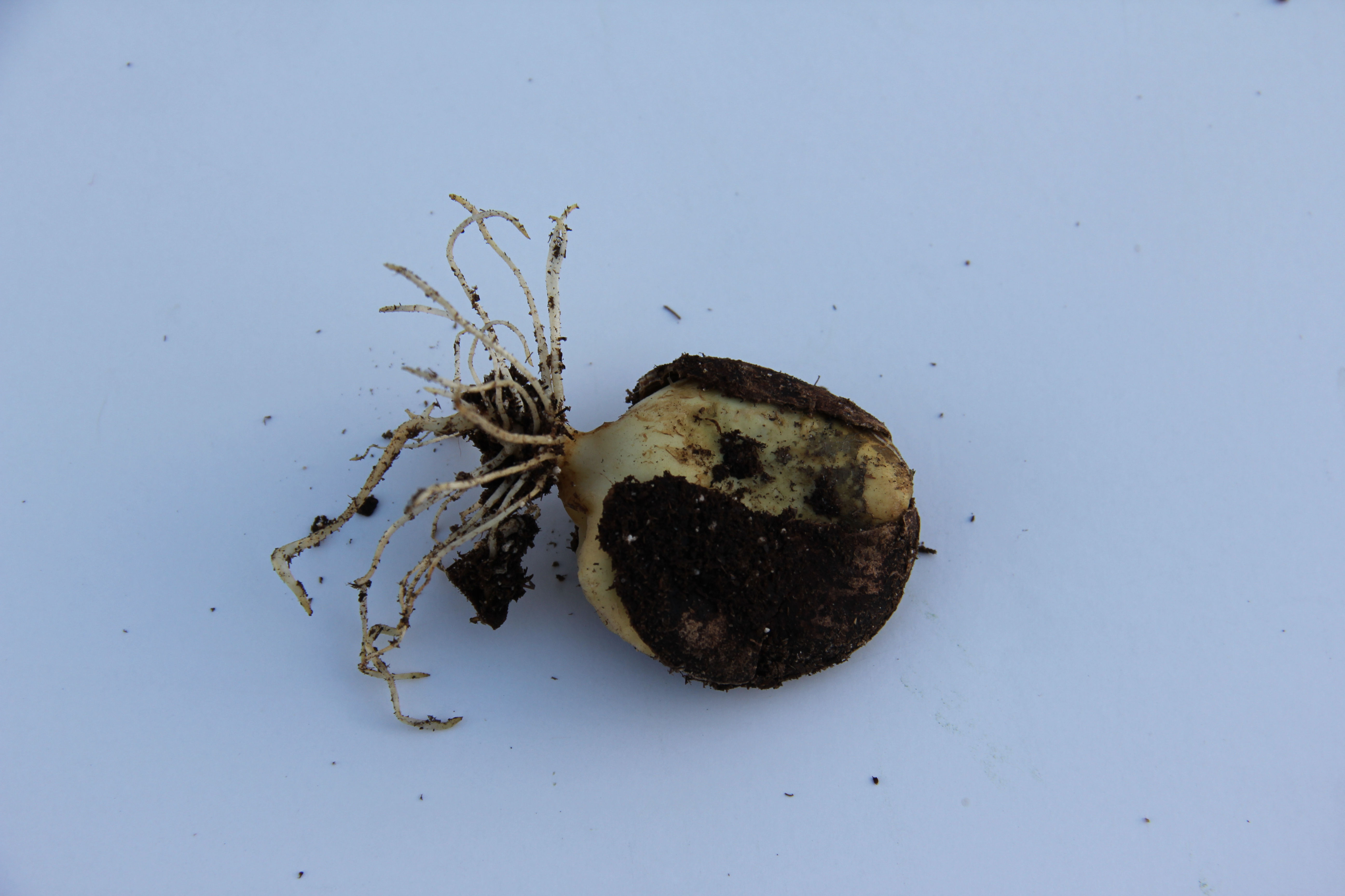 Ugu Rooted Seed (Telfairia occidentalis)