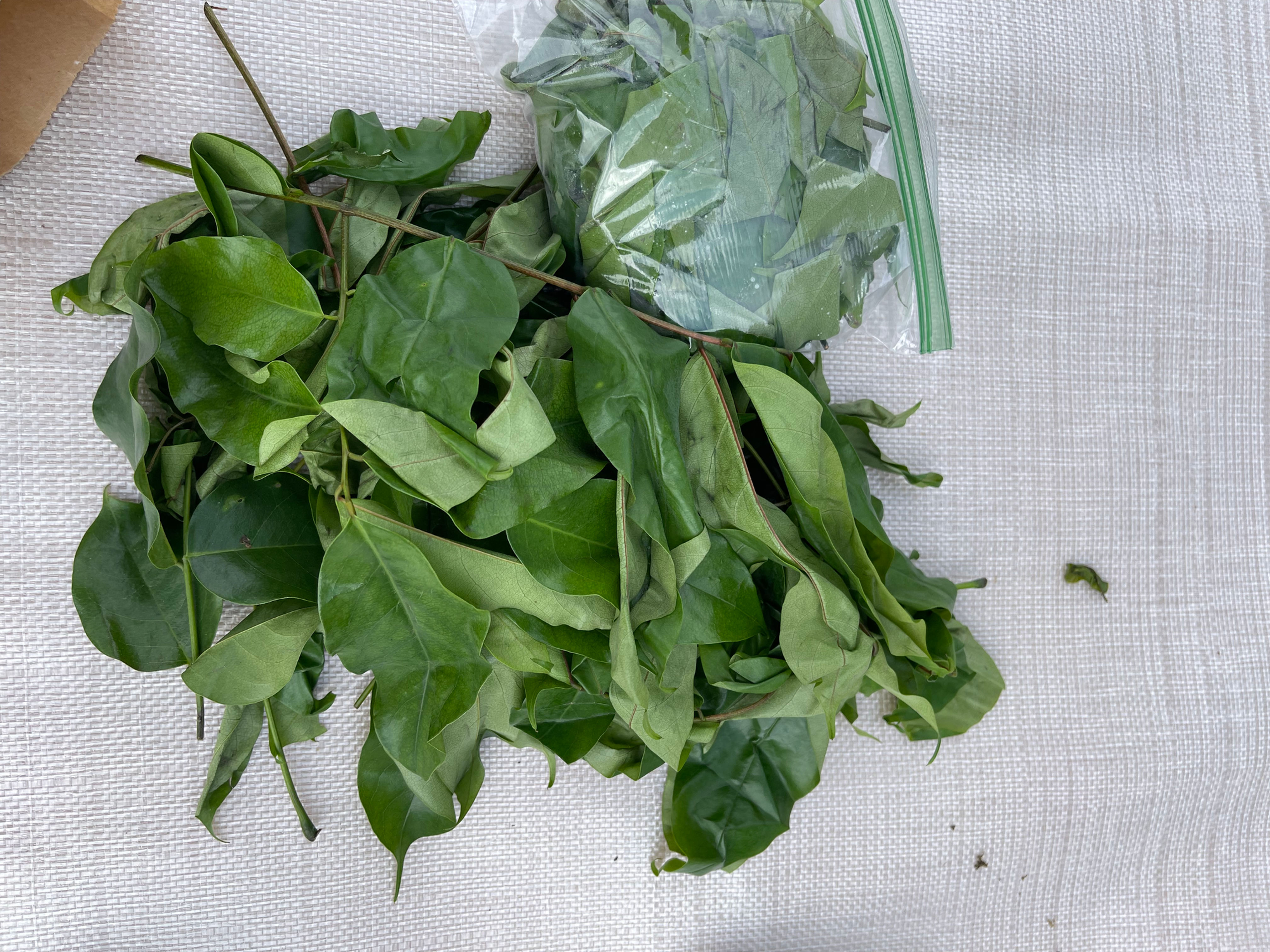 Fresh Oha (Ora) Leaves (Pterocarpus mildraedii)