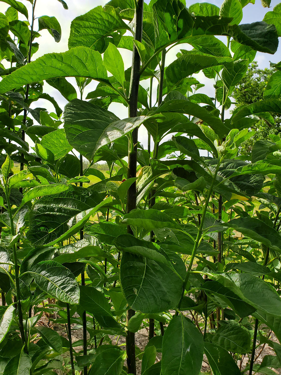 Thumbnail: Bitter leaf (Vernonia amygdalina) also known as Onugbu. One Bunch(1 pound)