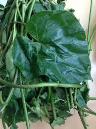 Thumbnail: UTAZI, Arokeke (Gongronema latifolium). One Bunch (One (1)quarter pound)