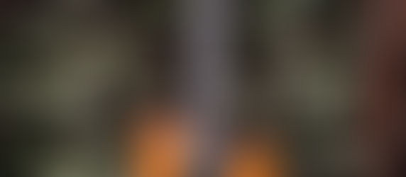 LTD Viper - New Electronics, Parts & Rewire, New Bridge Posts, Full Service + Setup