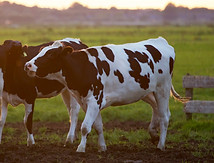 agriculture-animal-animal-photography-42