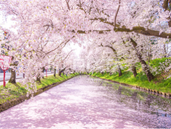 sakura.png