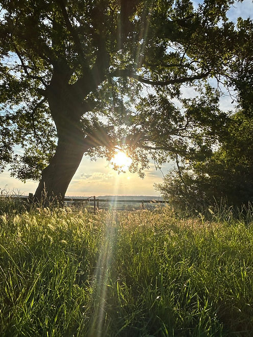 08A15F43-F76B-420B-944D-2222916B5C45.jpeg