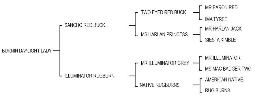 Lot 967 - Burnin Daylight Lady.png