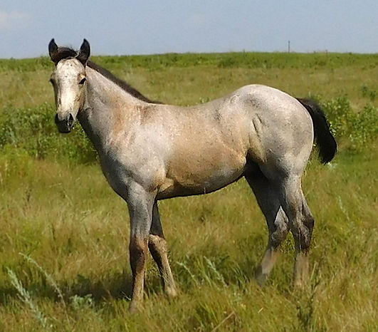 44 GREY PISTOLERO#989.JPG