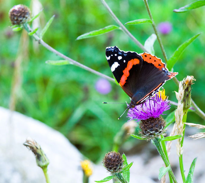 DSC_0033_edited.jpg