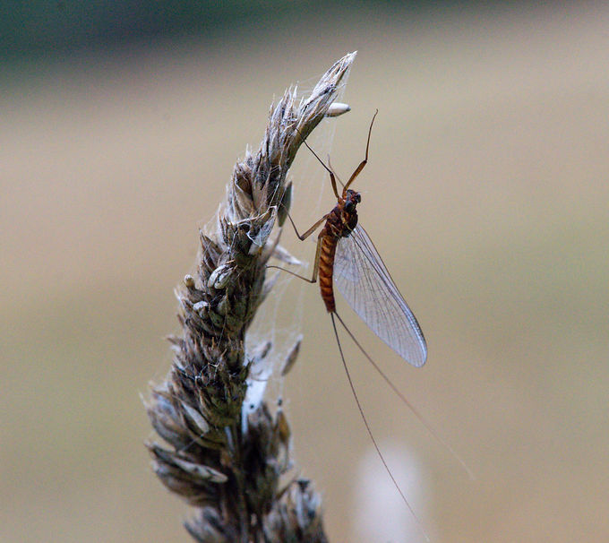 DSC_0007_edited.jpg