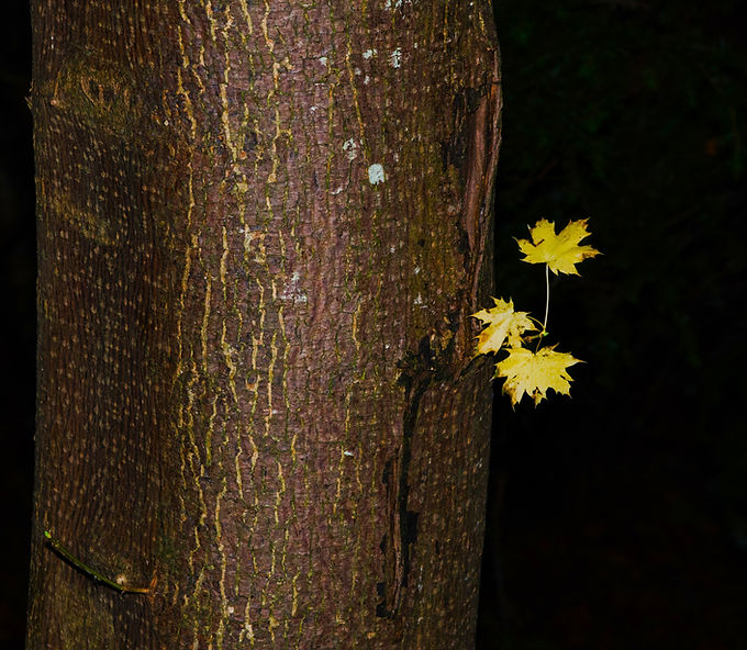 DSC_0005_edited.jpg