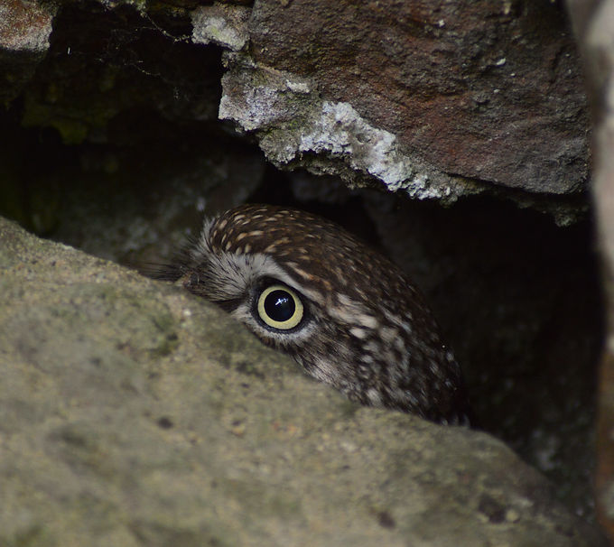 DSC_0490.JPG