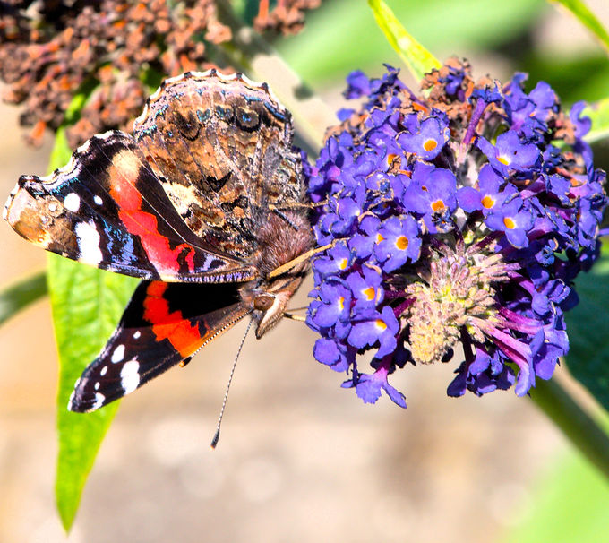DSC_0002_edited.jpg