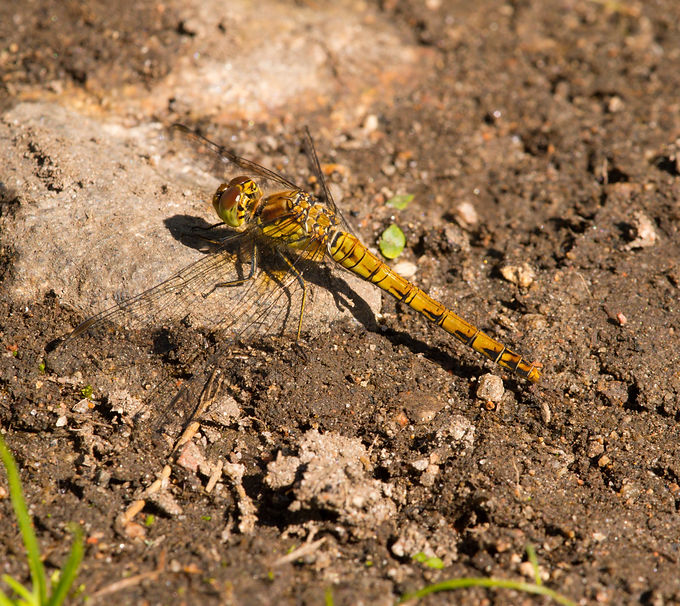 DSC_0052_edited.jpg