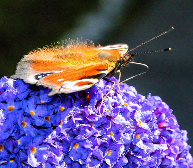 DSC_0006_edited.jpg