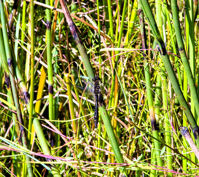DSC_0053_edited.jpg