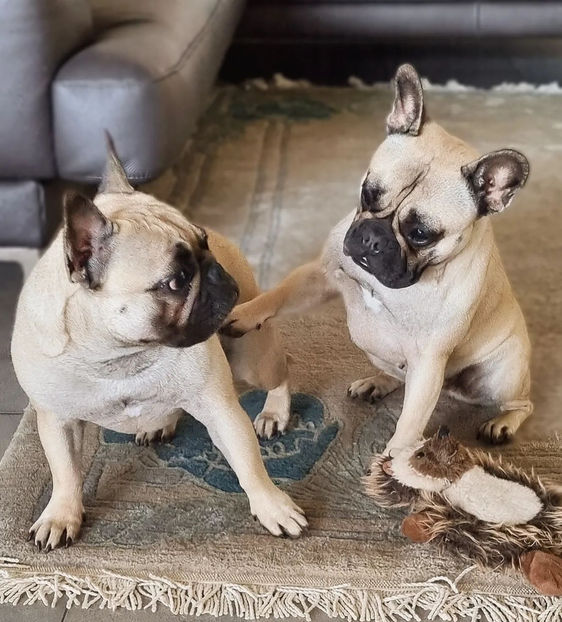 Französische Buldoggen mit gesunden Nasen