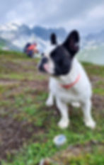 wandern mit hund/grauberwanderung/2200meter ü. Meer/Fanzösische Bulldogge/
